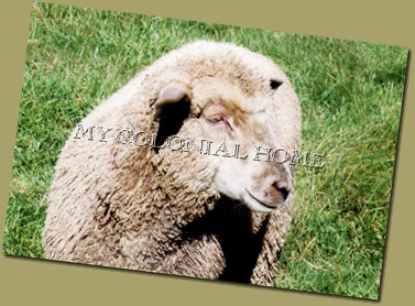 Sheep_0003