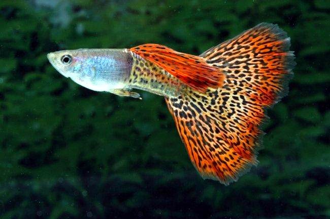 10 Ikan Hias Termahal dan Terpopuler di Dunia