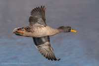 Yellow-billed duck - Birds In Flight Photography Cape Town with Canon EOS 7D Mark II Copyright Vernon Chalmers