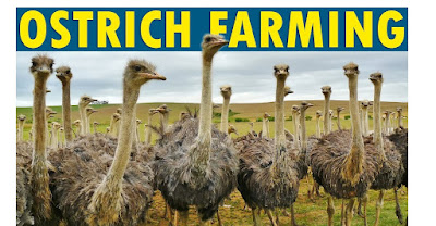 ostrich farming guide for beginners