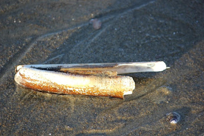 razor clam