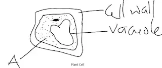 Plant cells