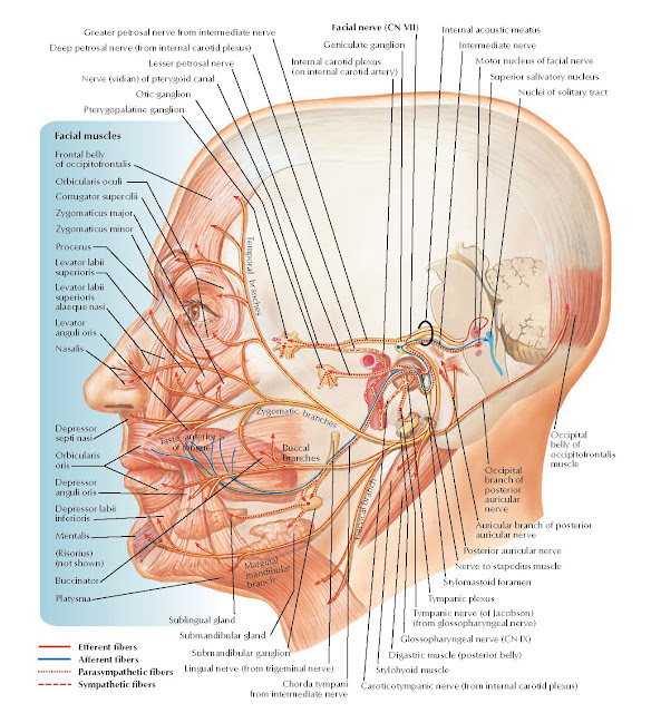 Facial Nerve (CN VII): Schema Anatomy