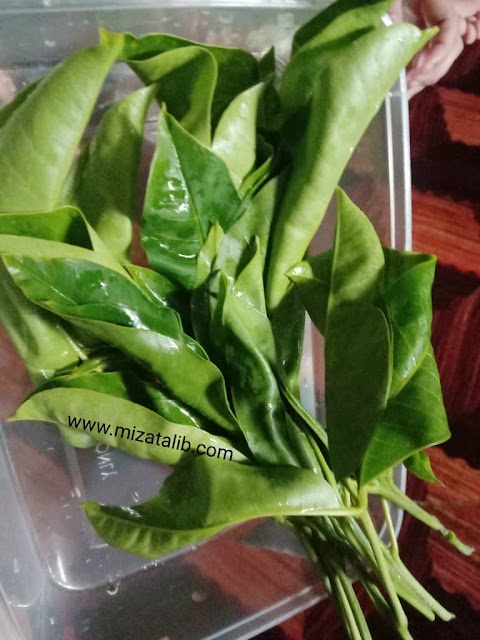 daun tenggek burung imej