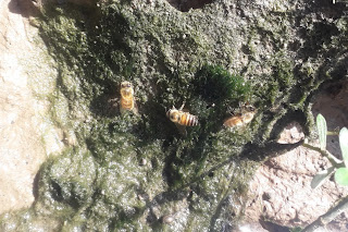 Bee's Collecting Water