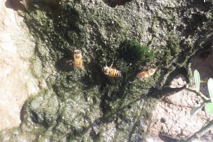  Bee Keeping in Northeast America