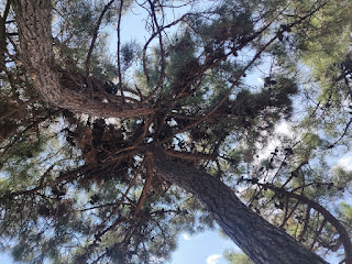 I slept for a bit under these huge trees. It was great