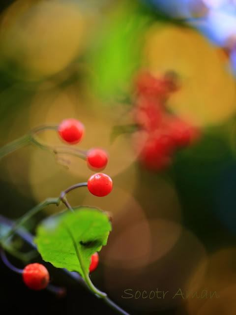 Solanum maximowiczii