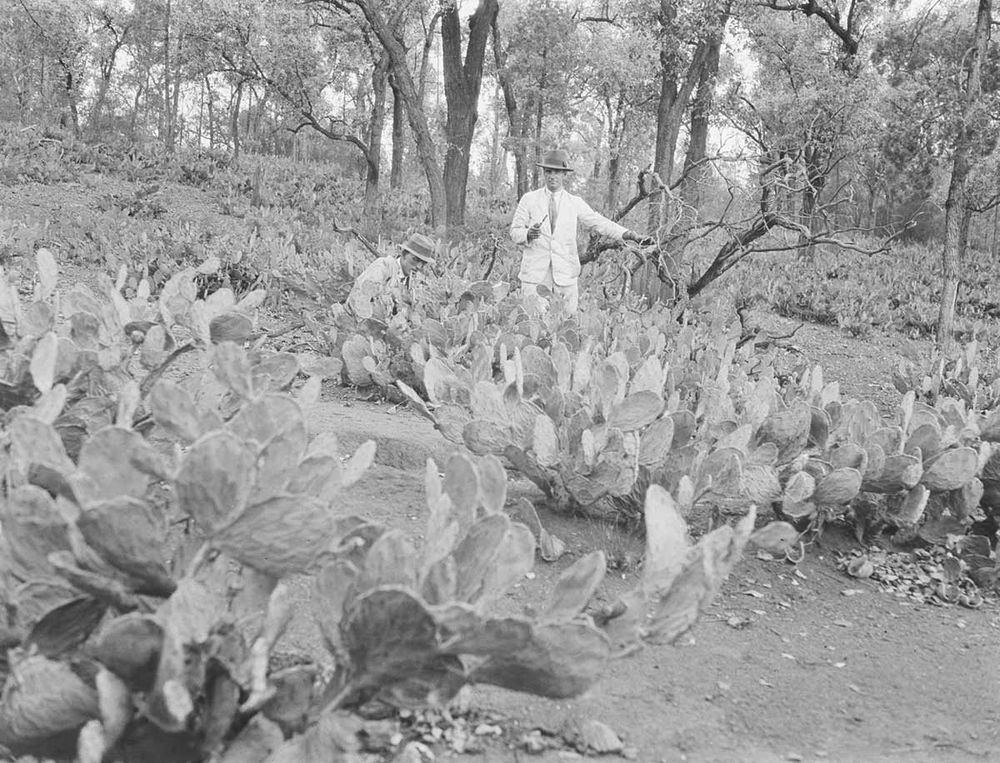 Explorer and author Michael Terry standing in a patch of prickly pear