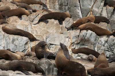 Australian Fur Seal (Arctocephalus pusillus) 