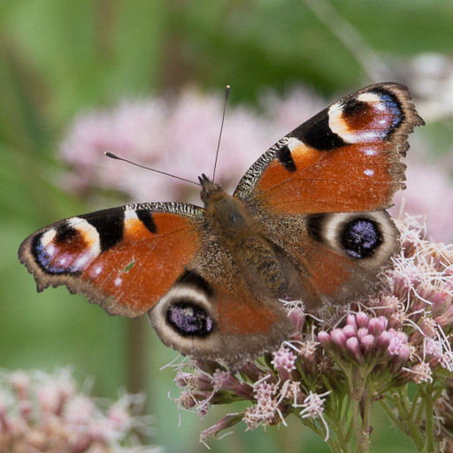 Aglais io