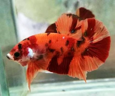 Cupang Koi Emerald, Cupang Indah Harga Selangit