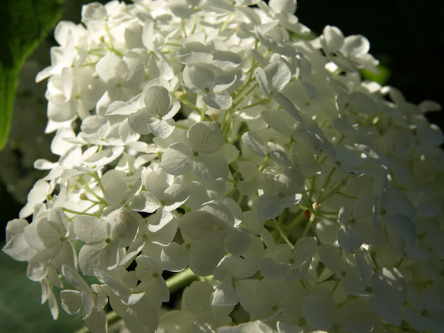 vidjehortensia