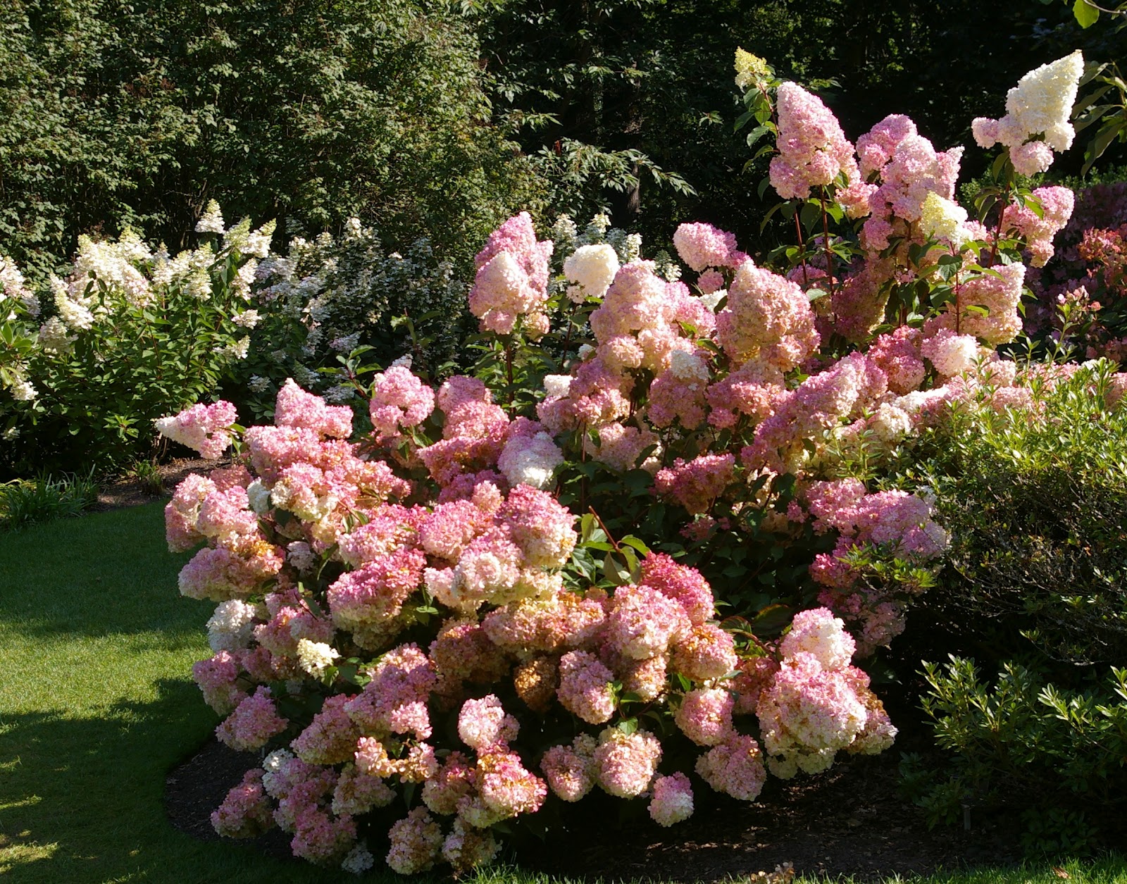 Hydrangea paniculata Vanille Fraise was proposed and recommended for 