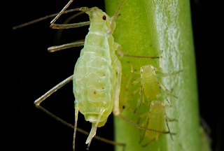 Aphid