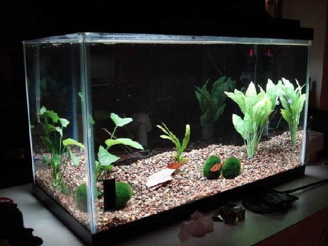 Terbaru Cara Membuat Aquarium Unik Paling Baru 