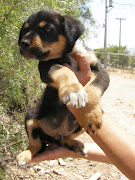 Cachorritos buscan hogar. Bellos cachorros a la espera de ser adoptados.