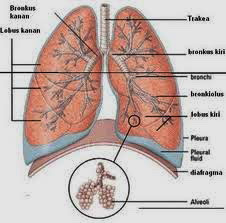 efek samping obat paru paru