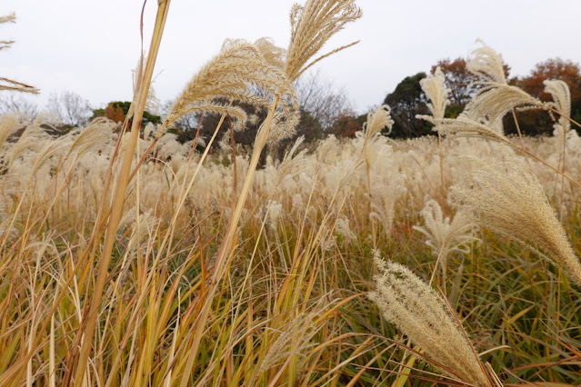 鳥取県西伯郡大山町富岡 むきばんだ史跡公園 ススキ（芒）