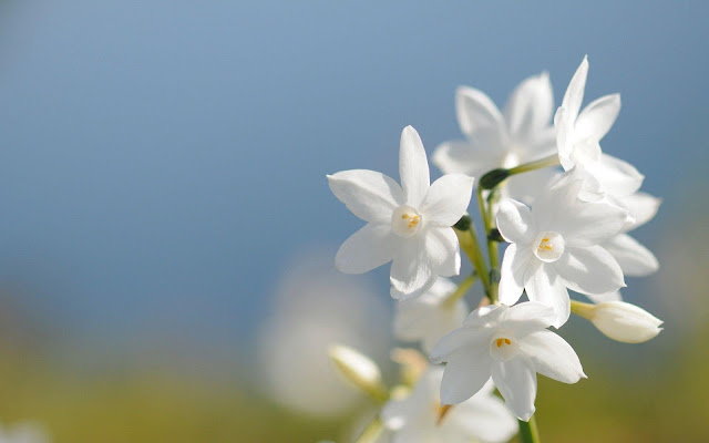 Mondokaki - Tabernaemontana divaricata - Crepe Jasmine - Chandni Tree Amazing Facts