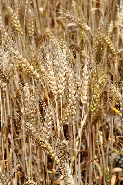 Wheat Hwy 388 Hickory Ridge Studio