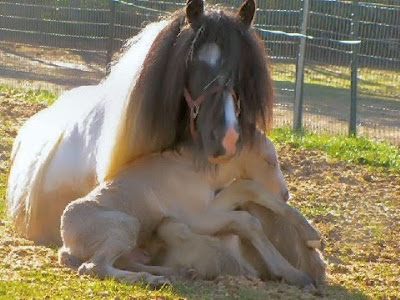 horse and newborn