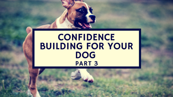 Confidence building puppies