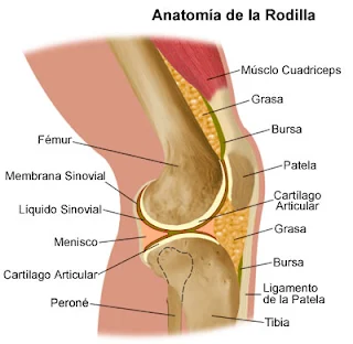 Anatomía de la rodilla