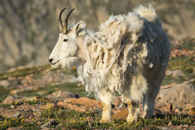 Mountain Goat, Mount Evans