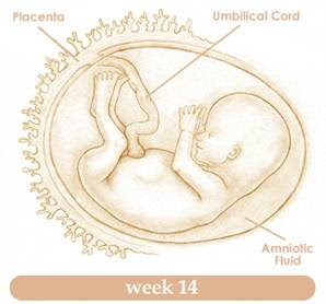 thai nhi 14 tuần phát triển như thế nào
