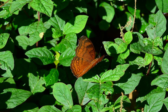 Junonia hedonia