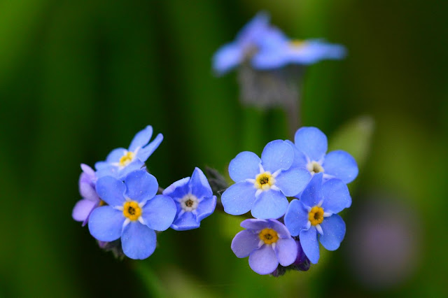 Myosotis arvensis