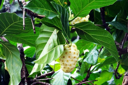 Bebaskan Kolesterol Dengan Herbal Jamkho