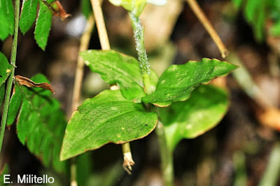 Platythelys platensis