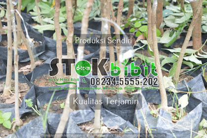 Kenanga                                    cara stek pohon kenanga