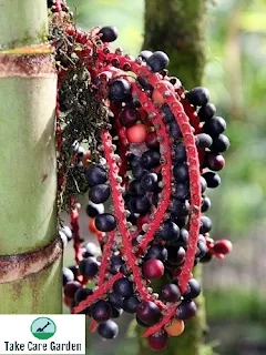 Pinanga coronata - Palmeira-pinanga