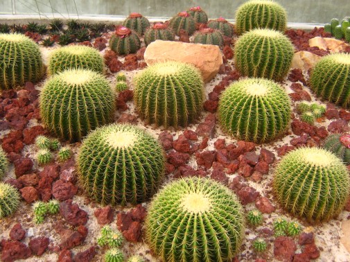 Garden Design: Cactus Garden