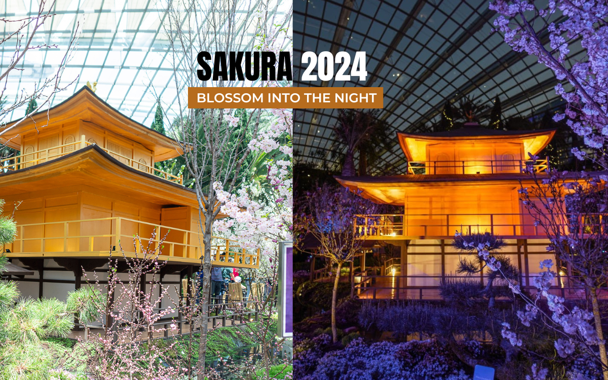 Sakura 2024 @ Flower Dome : Blossom into the Night