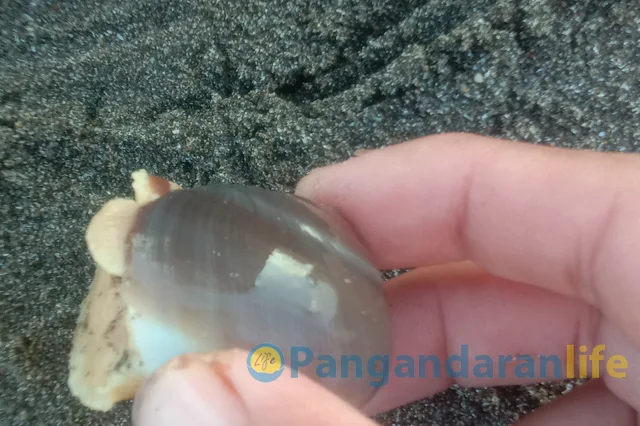 siput coklat pantai batuhiu pangandaran