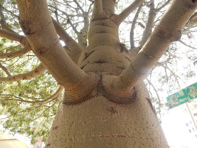昆士蘭瓶幹樹的樹幹