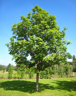 Kőrisfa / Ash Tree