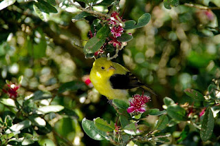 ave sobre arbol de feijoa