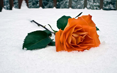 Rose Widescreen HD Wallpaper 2