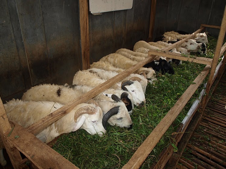 Berita Informasi Terbaru Daftar Harga Domba Kambing Dan 