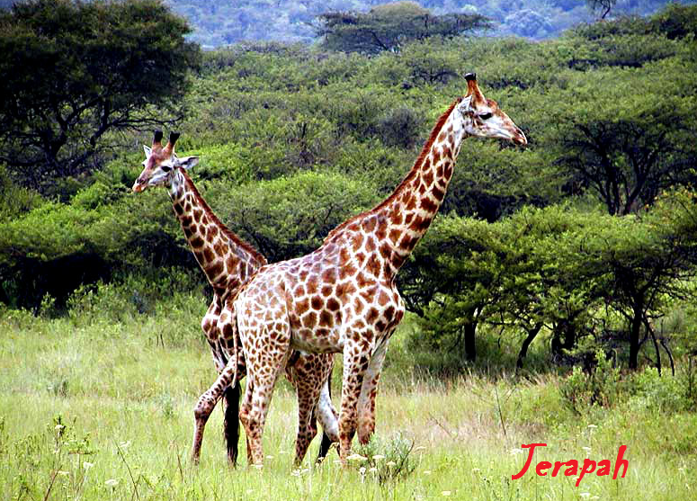  Jerapah  Giraffe Hewan Tertinggi Di Dunia Alam Mentari