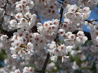 代表的名桜「魁桜」