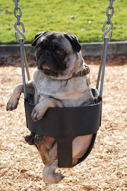 Cute Swinging Dogs