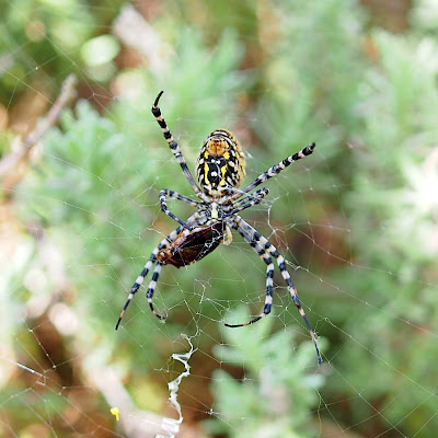 Roy Orbison the Spider consumes more prey