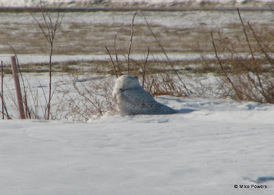 Snowy Owl