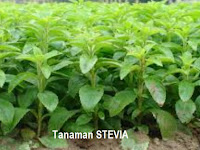 STEVIA - TANAMAN UNTUK KESIHATAN